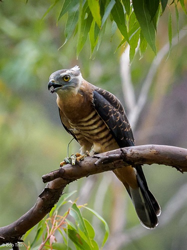 Pacific Baza (© Bob trlin)