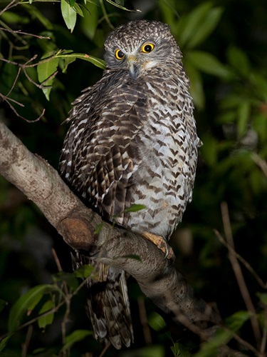 Powerful owl