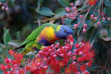 Rainbow lorikeet