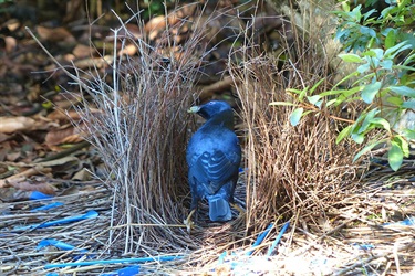 Satin bowerbird