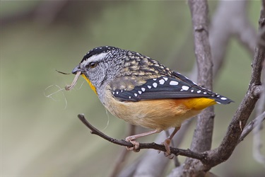 Spotted pardalote