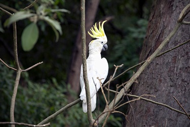 Sulphur crested cockatoo