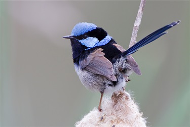 Superb fairy wren