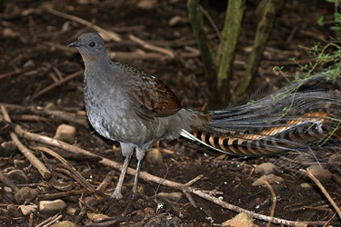 Superb lyrebird