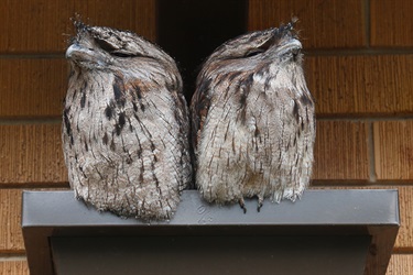 Tawny frogmouths (© Phillip Grimm)
