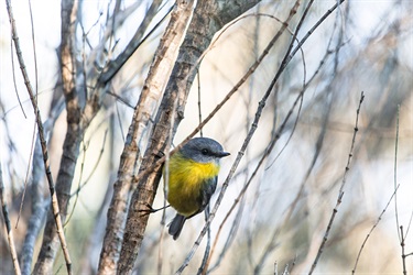Eastern yellow robin (© Sue Ellen Smith)
