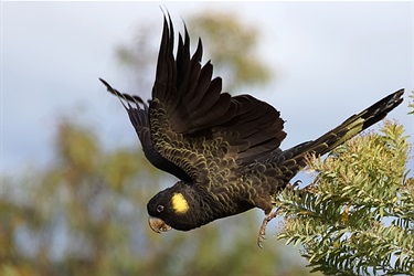 Yellow-tailed black cockatoo