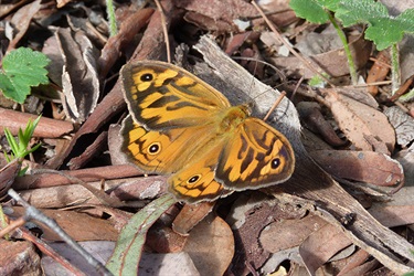Common brown butterfly - Heteronympha merope