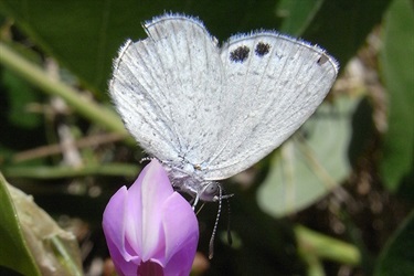 Common dusky blue - Candalides hyacinthinus