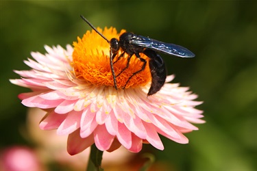 Blue flower wasps – Scolia sp.