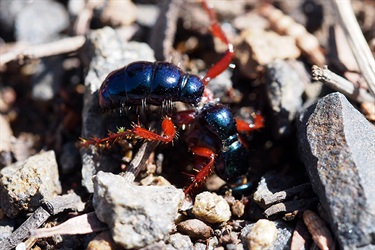 Green ant – Diamma bicolor