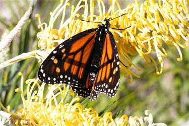 Monarch butterfly – Danaus plexippus