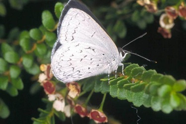 Pencilled Blue - Candalides absimilis