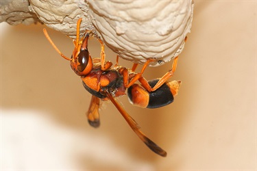 Potter wasps – e.g. Abispa ephippium