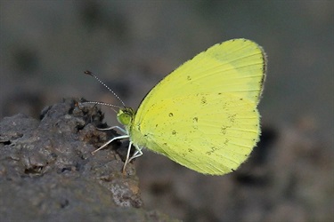 Small grass yellow - Eurema smilax