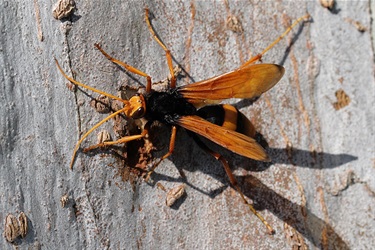 Spider wasps – e.g. Cryptocheilus bicolor