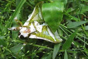 Splendid ghost moth - Aenetus ligniveren