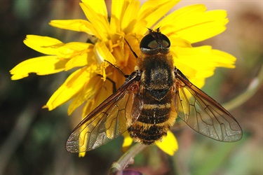 Bee flies – Bombyliidae family