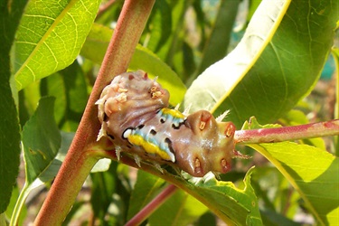 Cup moths - Doratifera sp.