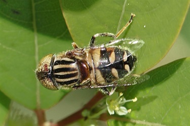 Flower/Hover flies – Syrphidae family