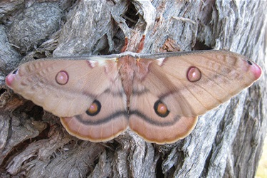 Gum moths – Opodiphthera sp