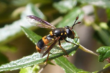 Hive syphrid fly – Ceriana ornata