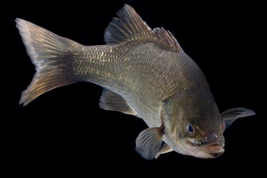 Australian bass