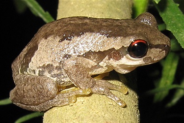 Bleating tree frog – Litoria dentata