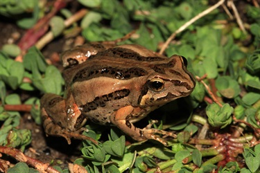 Common eastern froglet – Crinia signifera
