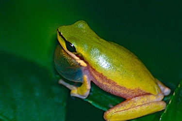Eastern dwarf tree frog – Litoria fallax