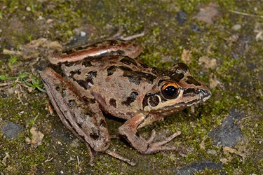 Freycinet's frog or Rocket frog – Litoria freycineti