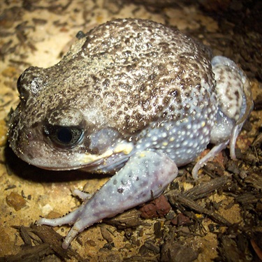 Giant burrowing frog – Heleioporus australiacus