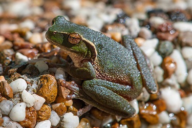 Green stream frog – Litoria phyllochroa (© Bob Trlin)