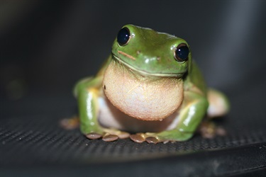 Green tree frog – Litoria caerulea
