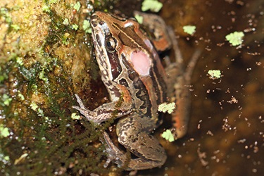 Striped marsh frog – Limnodynastes peronii