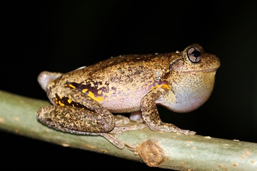 Perons tree frog – Litoria peroni