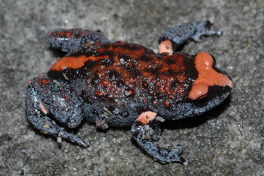 Red-crowned toadlet – Pseudophryne australis