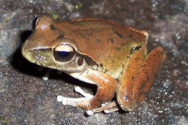 Lesueur's frog or Stony creek frog – Litoria lesueuri