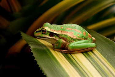 Green and golden bell frog – Litoria aurea
