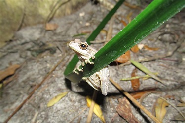 Verreaux's frog or Whistling tree frog – Litoria vereauxii