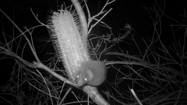 Antechinus