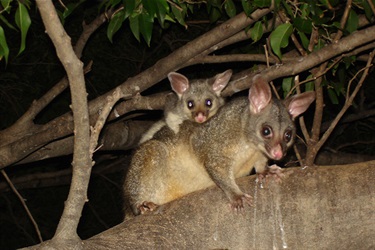 Brushtail possum