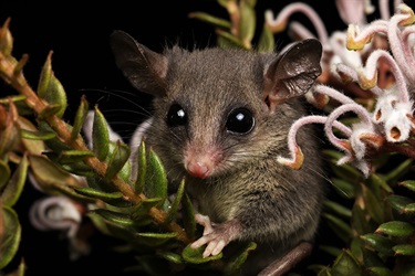 Eastern pygmy possum (© Jayden Walsh)