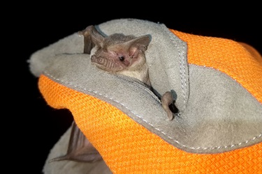 Eastern free tailed bat (© Leroy Gonsalves)