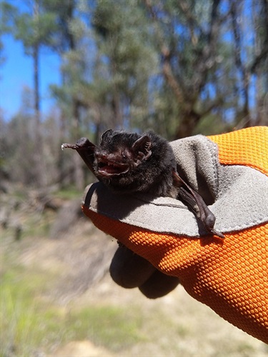 Gould's wattld bat (© Leroy Gonsalves)