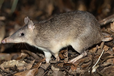 Long nosed bandicoot