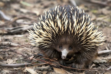 Short-beaked echidna