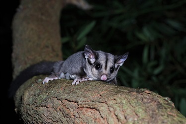 Sugar glider (© Jayden Walsh)