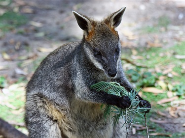 Swamp wallaby