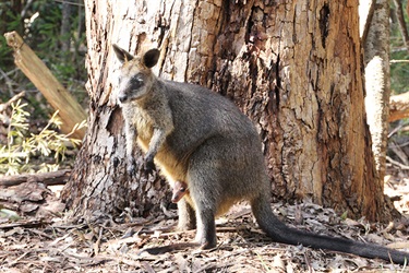 Wallaby and joey (© Larry Neimann)